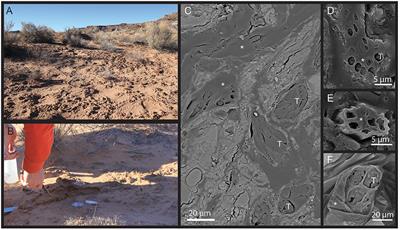 In Situ X-Ray Tomography Imaging of Soil Water and Cyanobacteria From Biological Soil Crusts Undergoing Desiccation